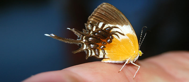Ein Schmetterling aus dem Amazonas-Regenwald