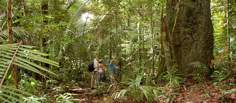 Urwaldausflüge im Amazonas Regenwald