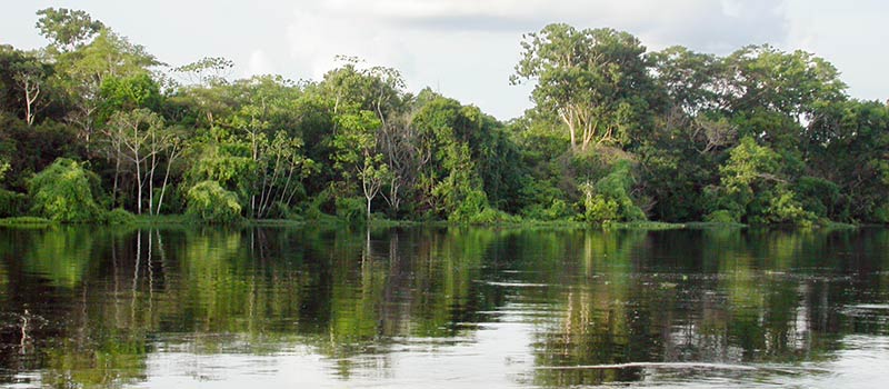 Der tropische Urwald des Amazonas