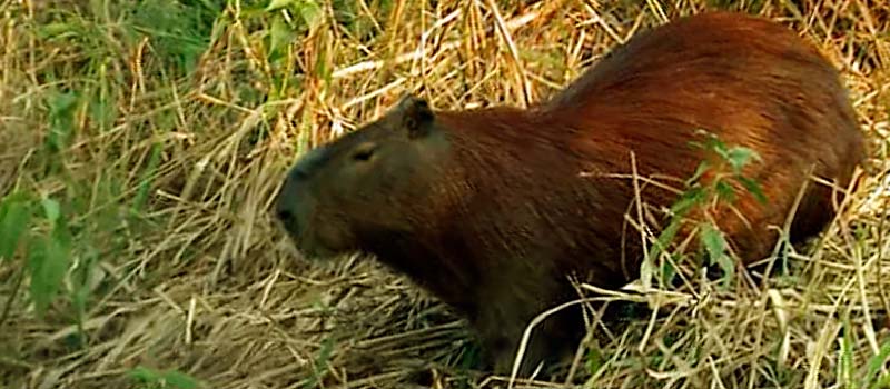 Kapibaras oder Wasserschweine, die größten lebenden Nagetiere der Erde