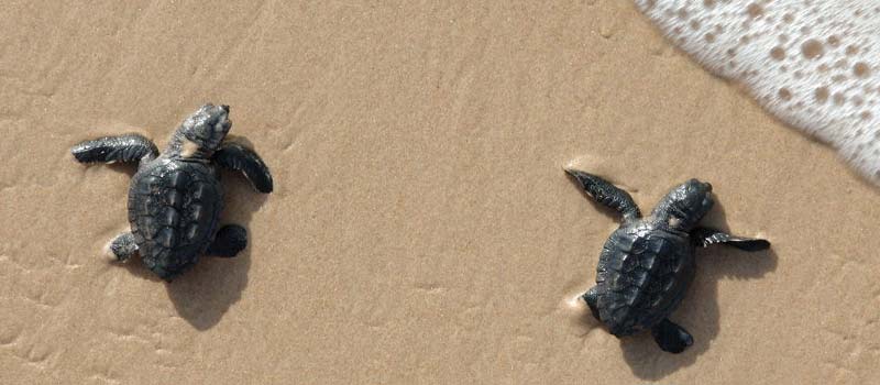 Meeresschildkröten-Projekt TAMAR