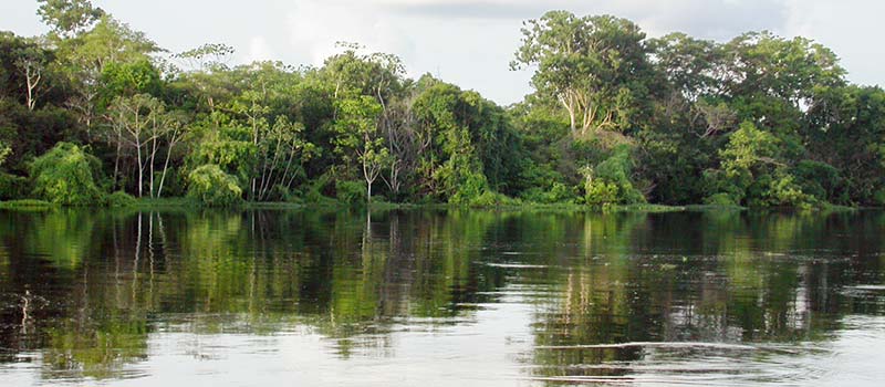 Amazonien, ein riesiges Treibhaus der Evolution. Keine Region der Welt beherbergt mehr Lebewesen.