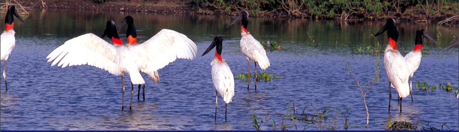 Pantanal: alleine hier leben mehr Vogelarten als in ganz Europa