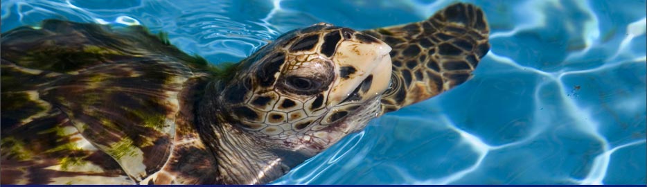 Naturprojekt TAMAR, diese Initiative befasst sich mit der Aufzucht und dem Erhalt von Meeresschildkröten