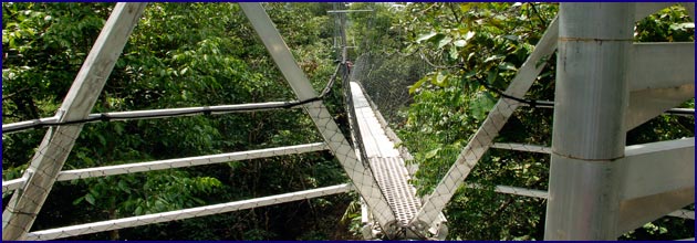 Aussichtsturm des Artenschutz-Projekts Fundação Floresta Viva