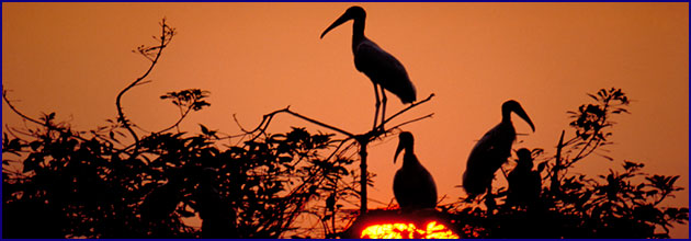 Morgendliche Vogelbeobachtung im Pantanal, dem größten Binnenland-Feuchtgebiete der Erde